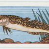 Burbot.