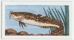 Burbot.