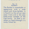 Burbot.