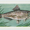 Twaite shad.