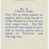 Twaite shad.