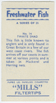 Twaite shad.