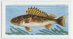 Ruffe or pope.
