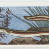 Eel.