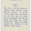Eel.