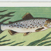 Loch leven trout.