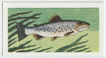 Loch leven trout.