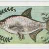 Silver bream.