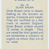 Silver bream.