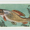 Grayling.