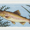 Rainbow trout.