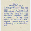 Rainbow trout.