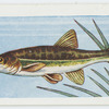 Minnow.