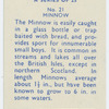 Minnow.