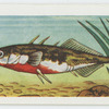 Three-spined stickleback.