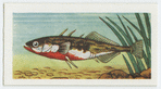Three-spined stickleback.