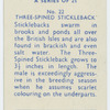 Three-spined stickleback.