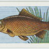 Common carp.