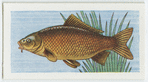 Common carp.