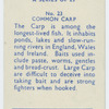 Common carp.