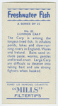 Common carp.