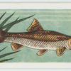 Gudgeon.