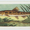 Stone loach.