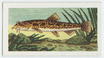 Stone loach.