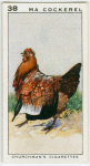 Ma Cockerel.