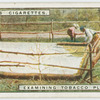 Examining tobacco plant bed.
