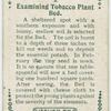 Examining tobacco plant bed.