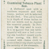 Examining tobacco plant bed.