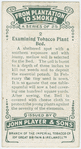 Examining tobacco plant bed.