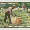 Removing tobacco plants from bed.