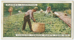 Removing tobacco plants from bed.