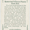 Removing tobacco plants from bed.