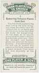 Removing tobacco plants from bed.