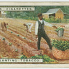 Transplanting tobacco.