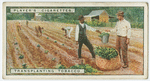 Transplanting tobacco.