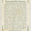 Transplanting tobacco.