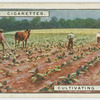 Cultivating tobacco.