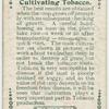 Cultivating tobacco.