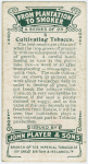 Cultivating tobacco.