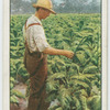 Topping tobacco.