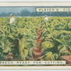 Ripe tobacco ready for cutting.