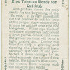 Ripe tobacco ready for cutting.