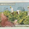 Harvesting tobacco.