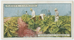 Harvesting tobacco.