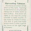 Harvesting tobacco.