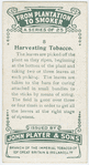 Harvesting tobacco.